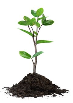 Earth Day 2012 - Plant a tree.jpg