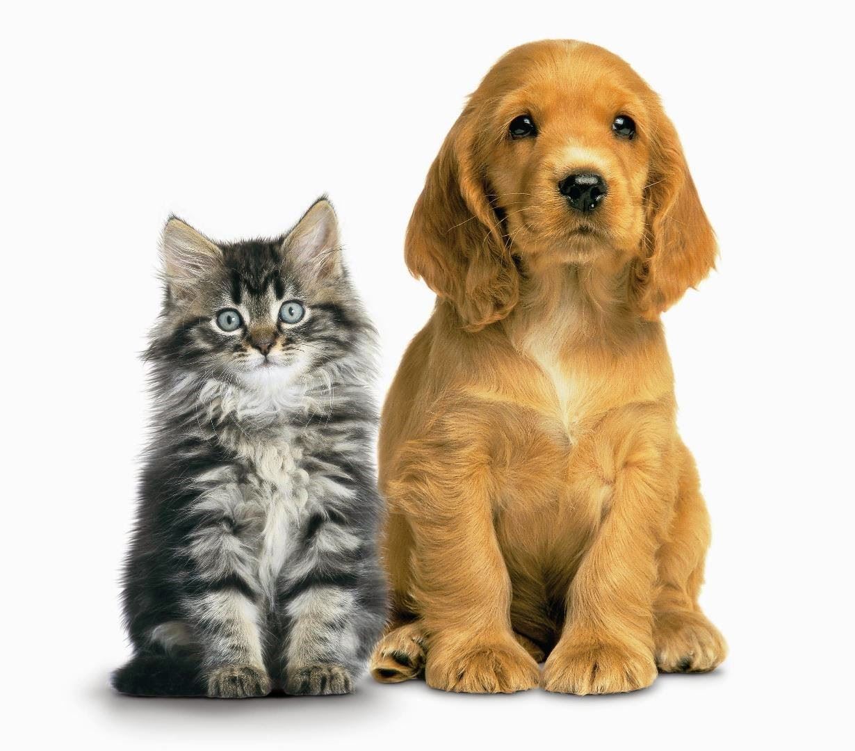 cat and dog