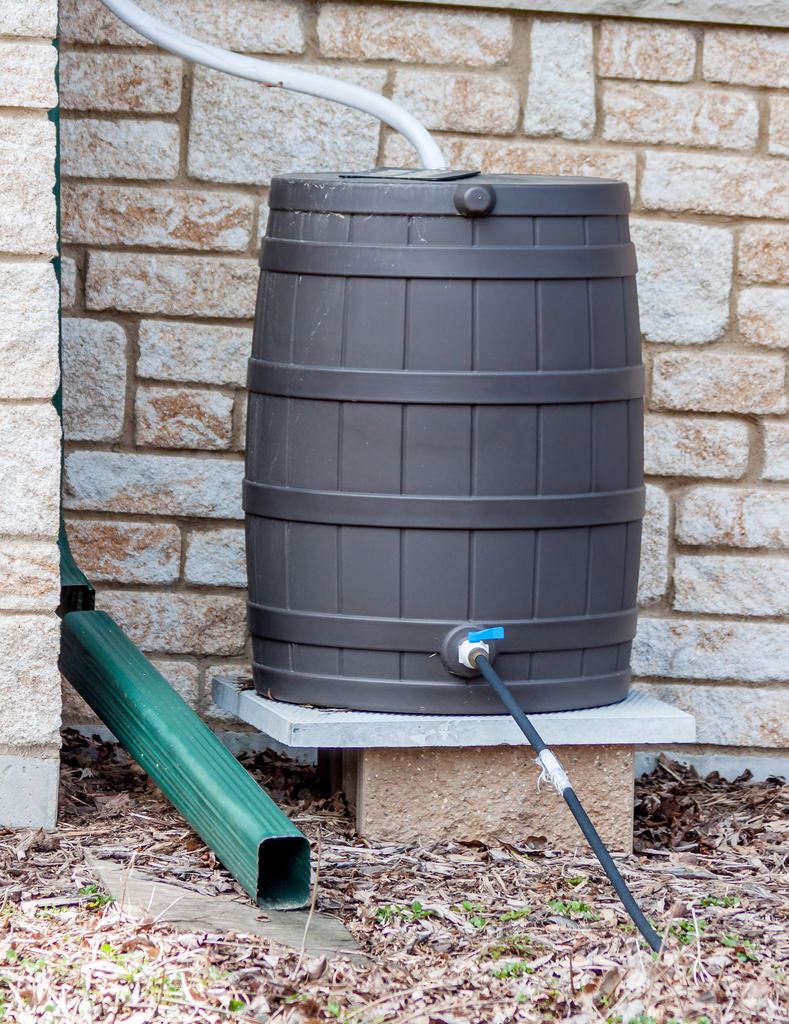 Rain Barrel